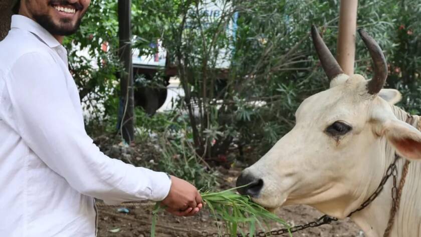 Volunteer feeding a cow