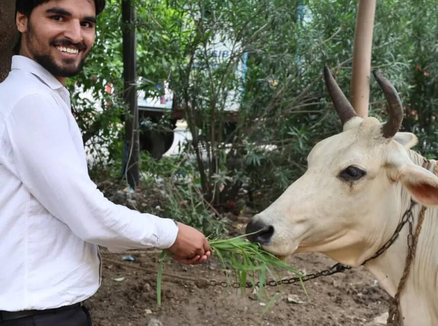 Volunteer feeding a cow during the Cow Feeding Drive
