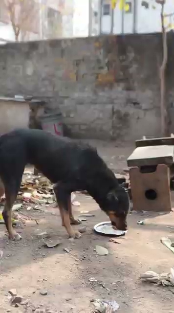 Stray dog having a meal served by volunteers